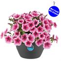 Afbeelding van HP27 Petunia Rose vein